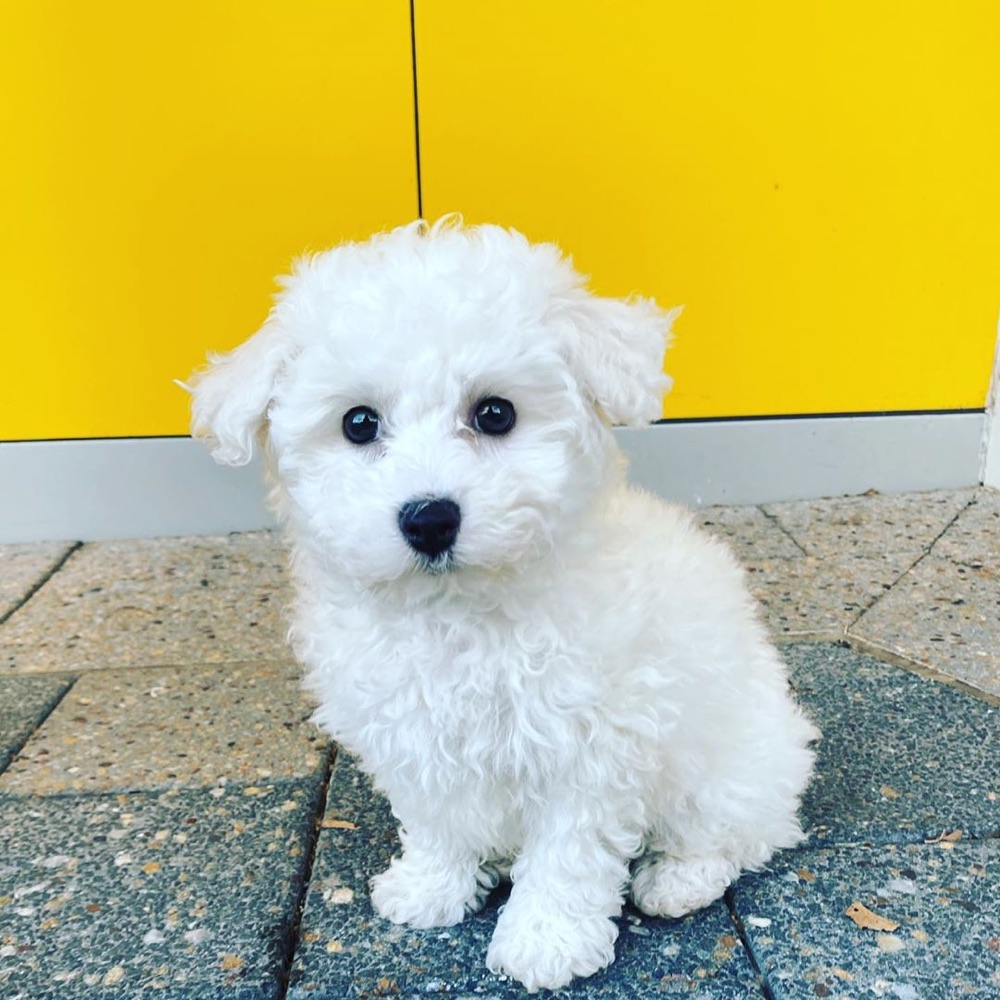Max, Bichon Frise puppy