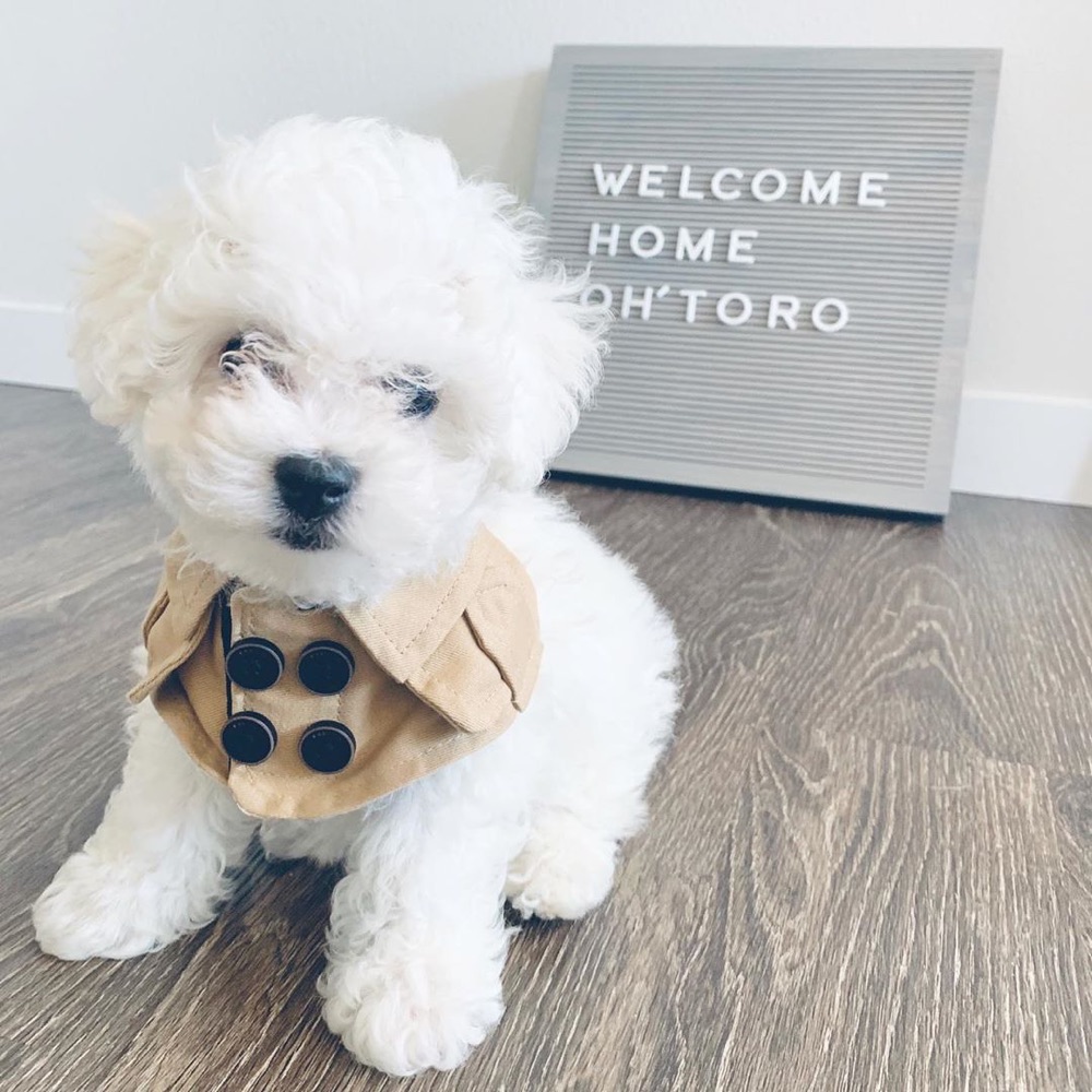 Tim, Bichon Frise puppy