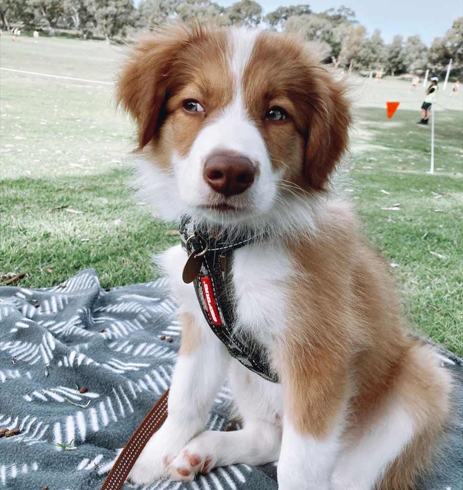 Border Collie puppy