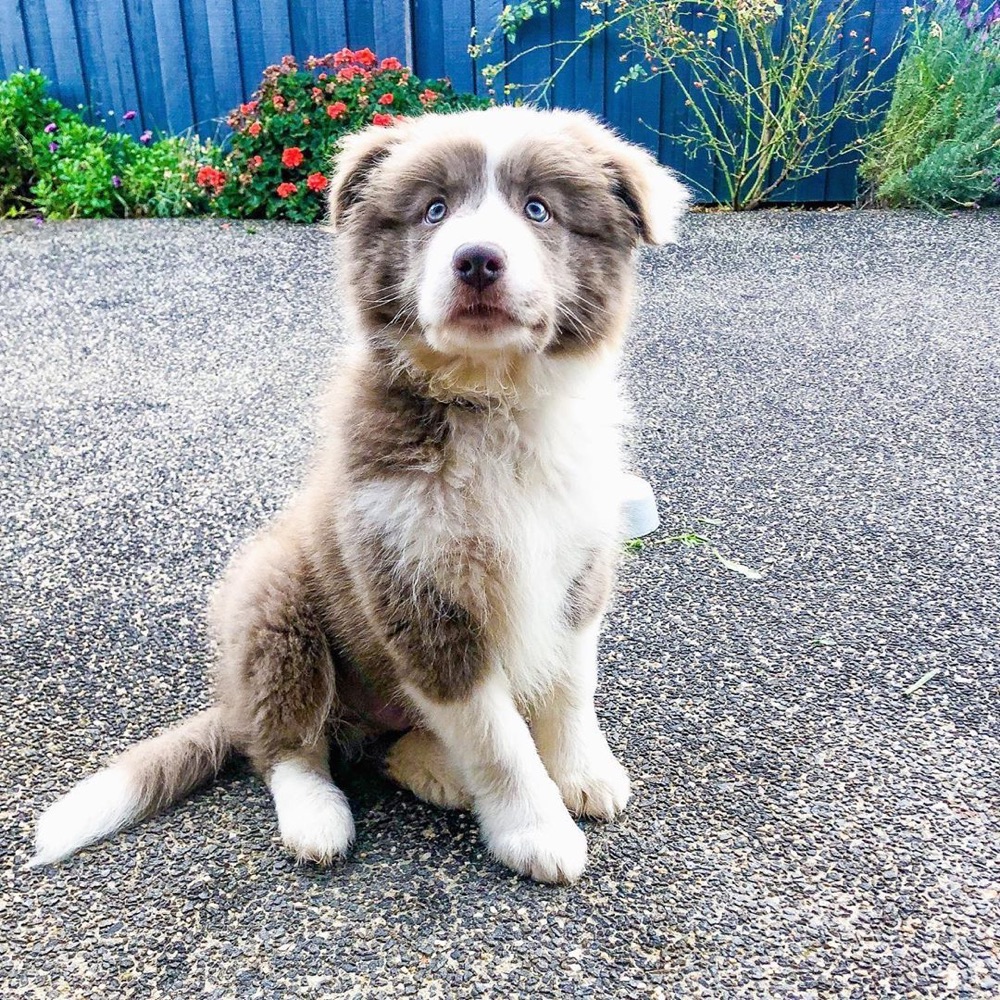 Cyder, Border Collie puppy