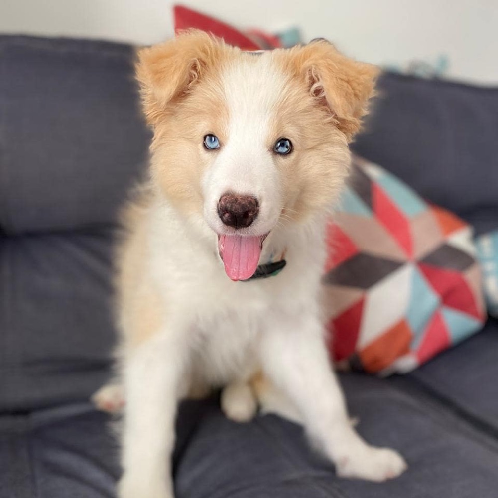 Nala, Border Collie puppy