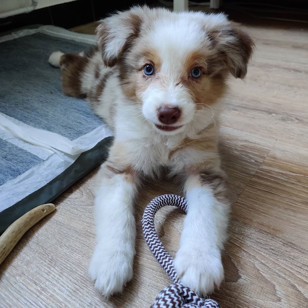Othis, Border Collie puppy