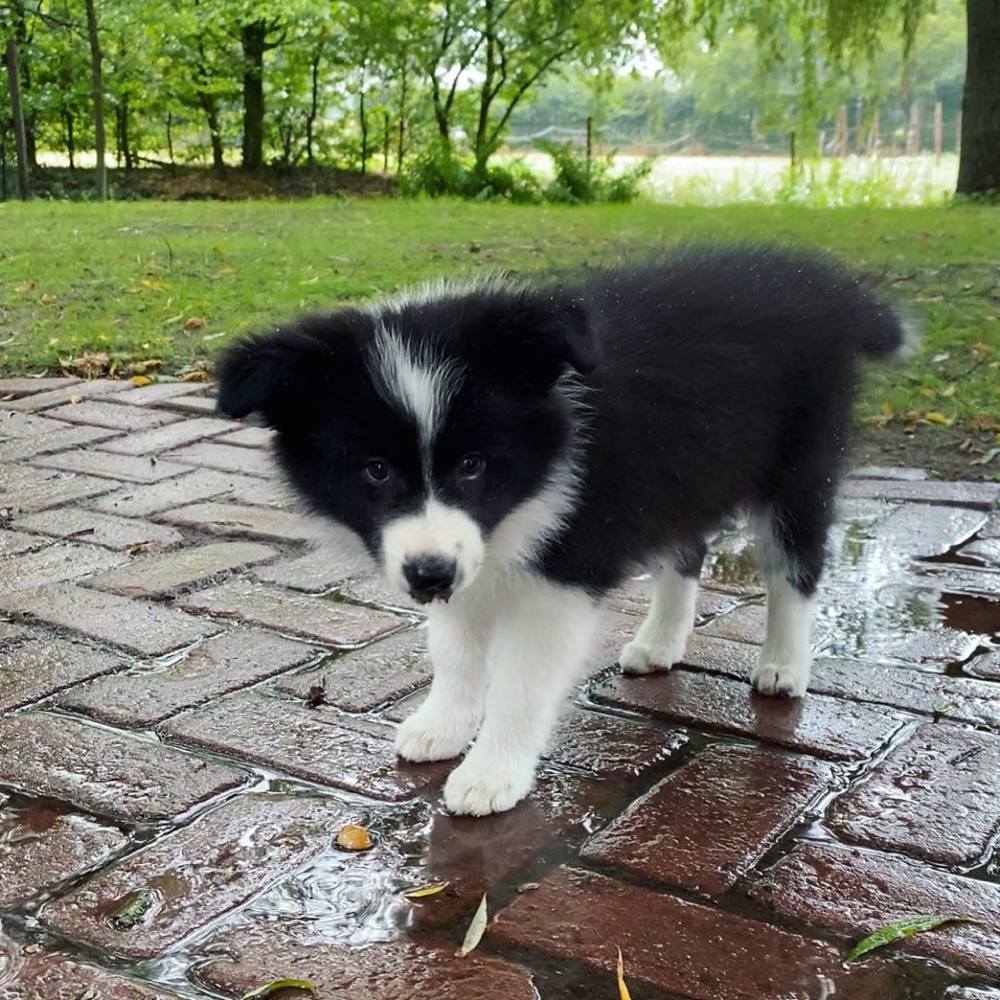 Quinn, Border Collie puppy