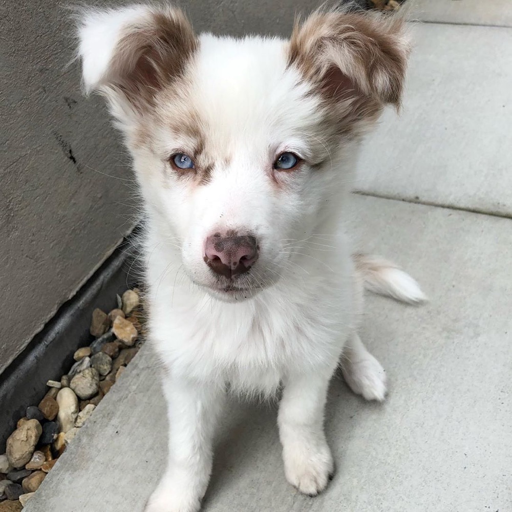 Tambore, Border Collie puppy