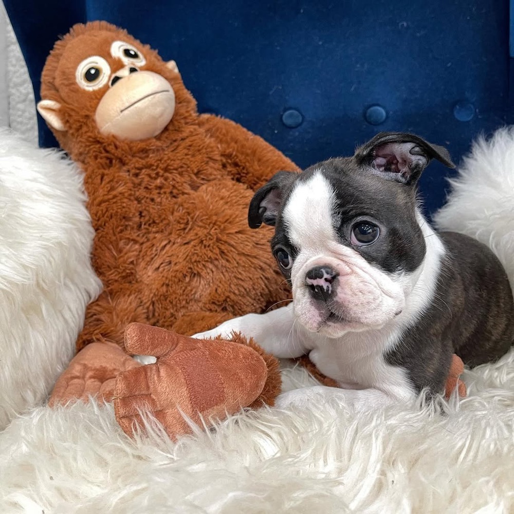 Archie, Boston Terrier puppy