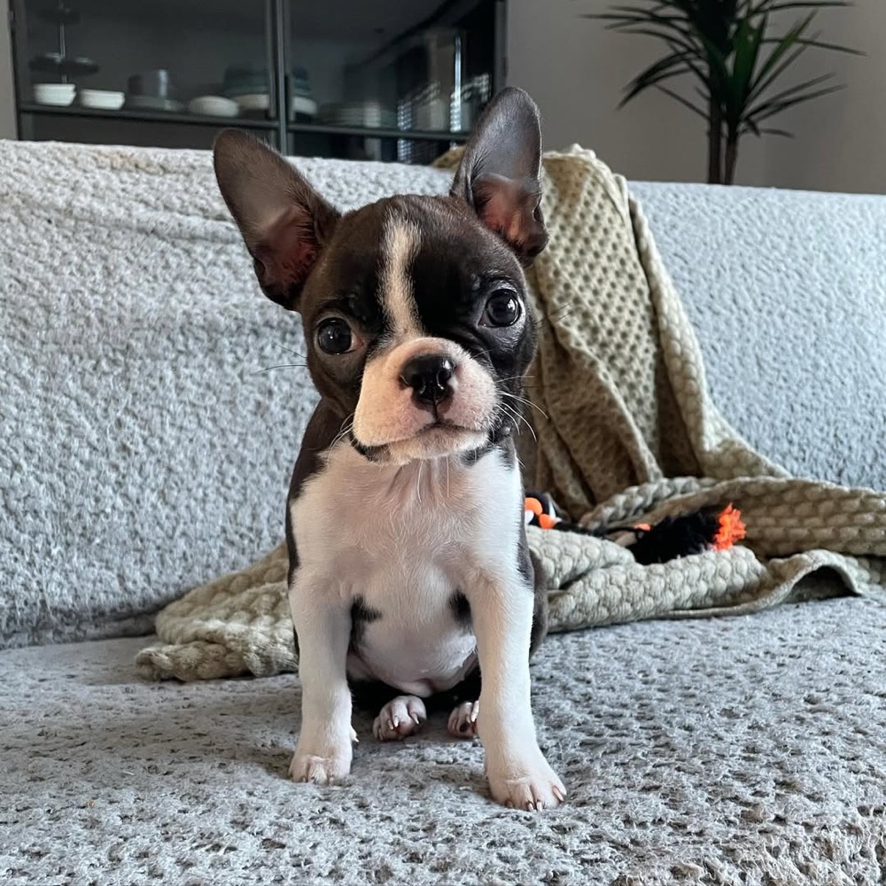 Candy, Boston Terrier puppy