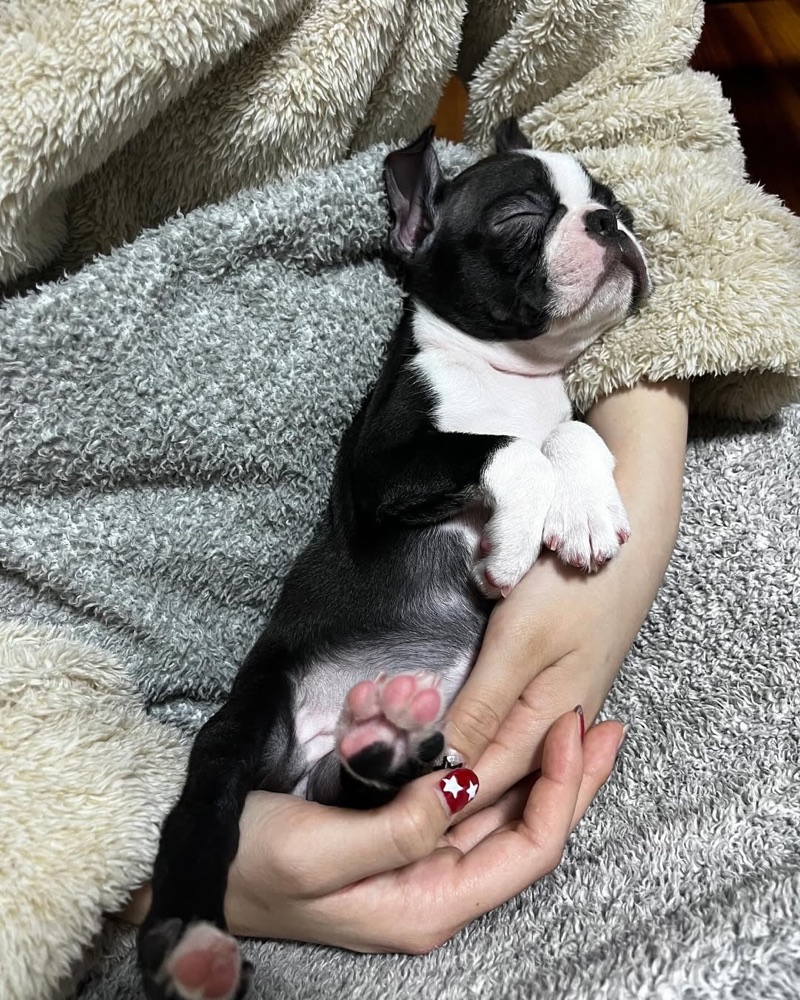 Koume, Boston Terrier puppy