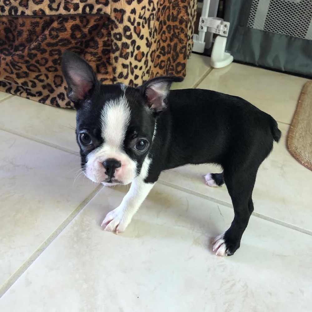 Lola, Boston Terrier puppy