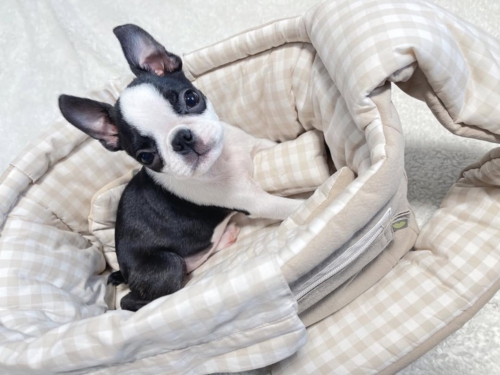 Runa, Boston Terrier puppy
