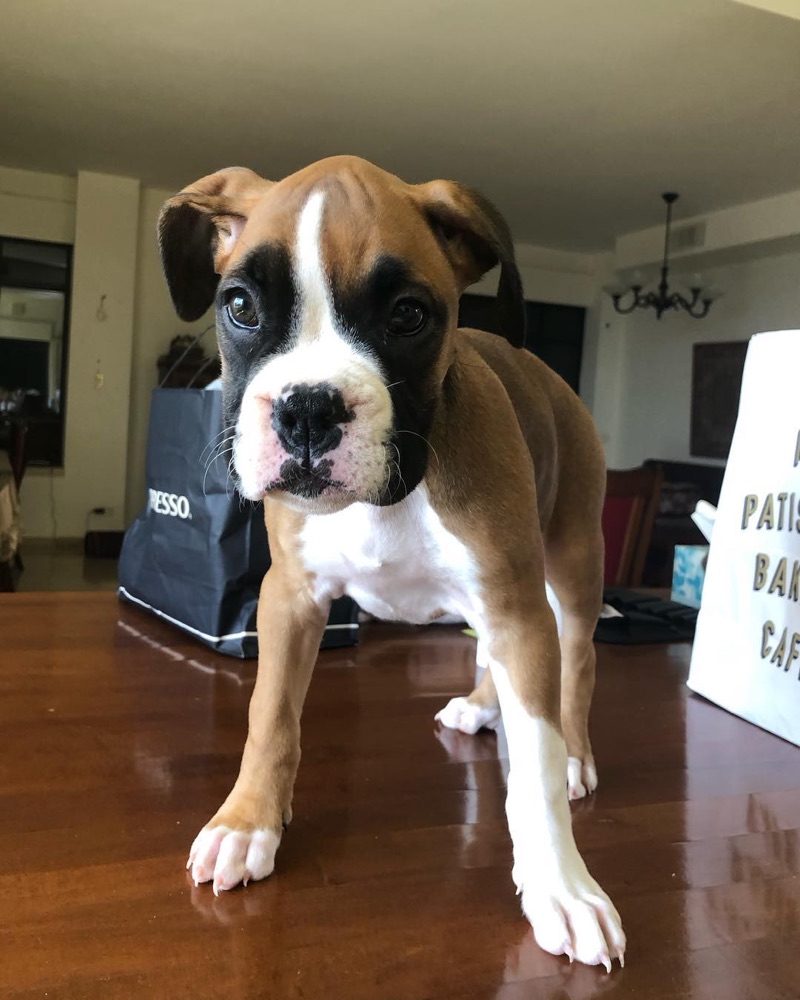 Boxie, Boxer puppy