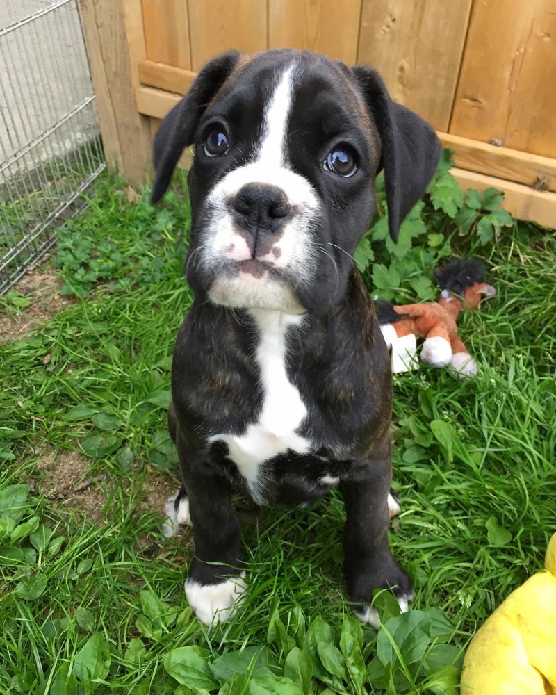 Gena, Boxer puppy