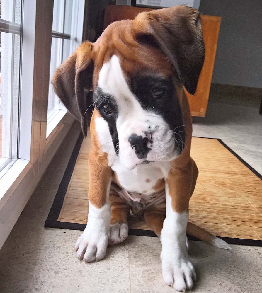 Boxer puppy