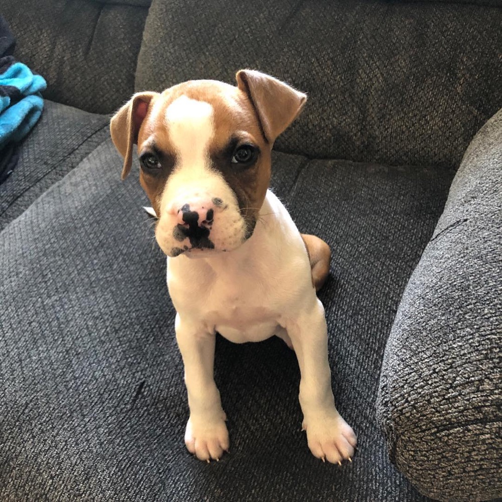 Norman, Boxer puppy