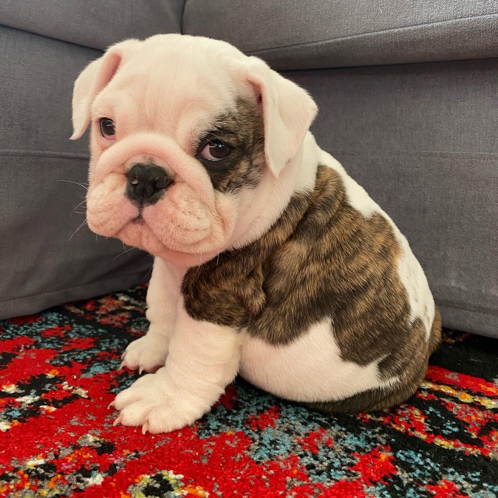 Boujee, British Bulldog puppy