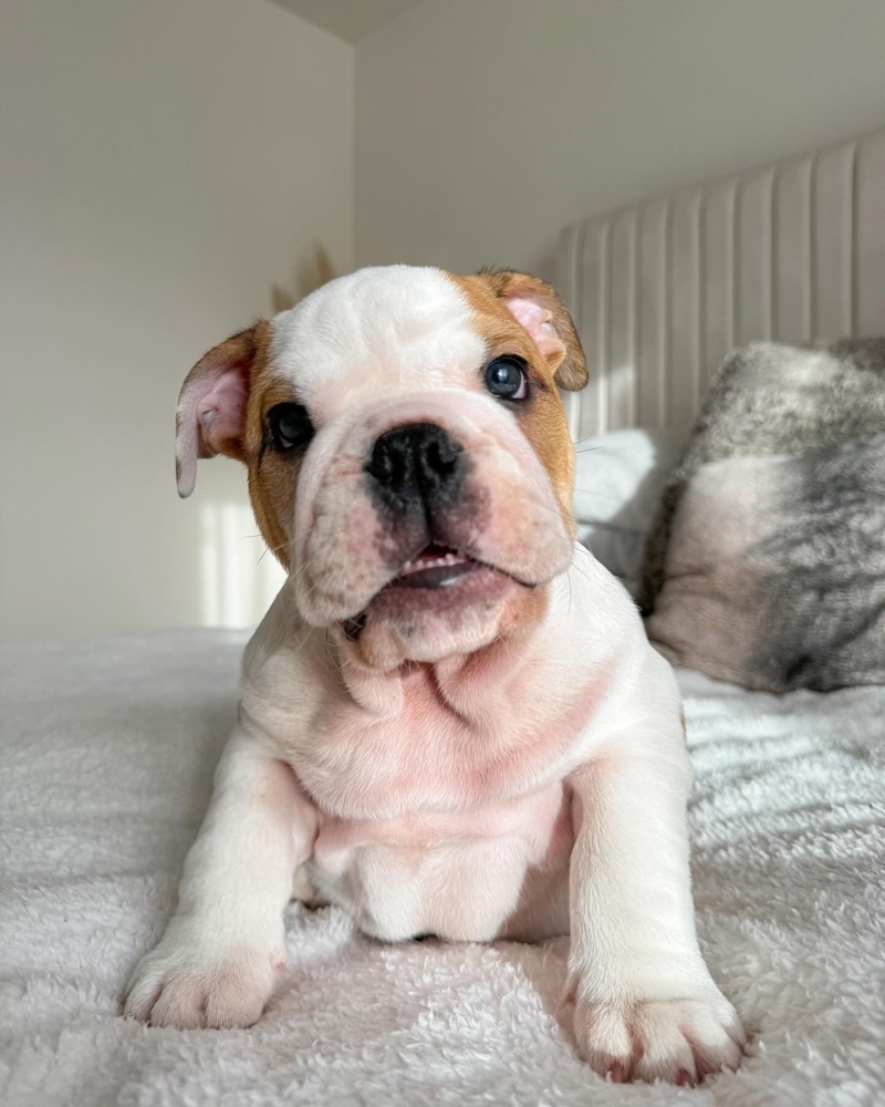 Dusty, British Bulldog puppy