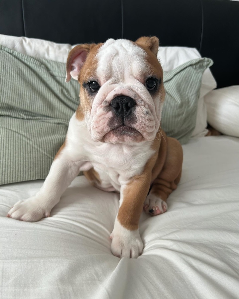 Frankie, British Bulldog puppy
