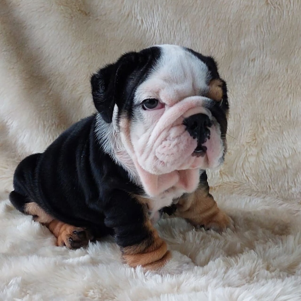 Jacky, British Bulldog puppy