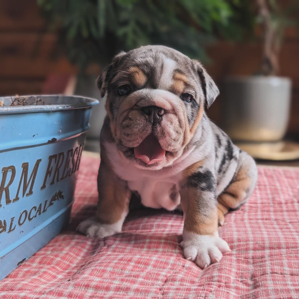 Kuda, British Bulldog puppy