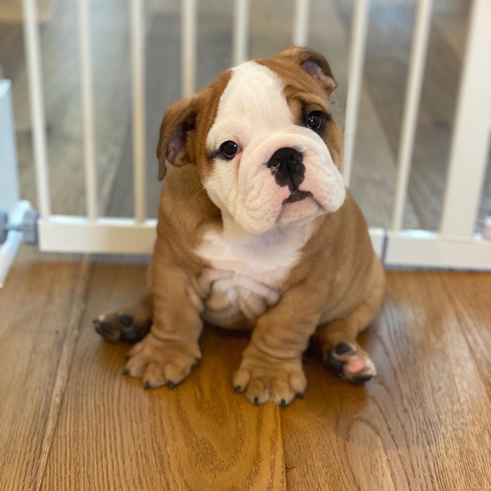 Pickle, British Bulldog puppy