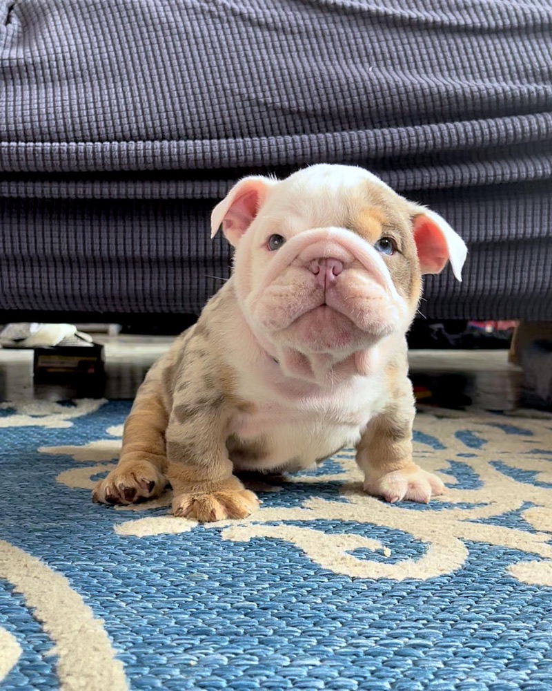 Rockin, British Bulldog puppy