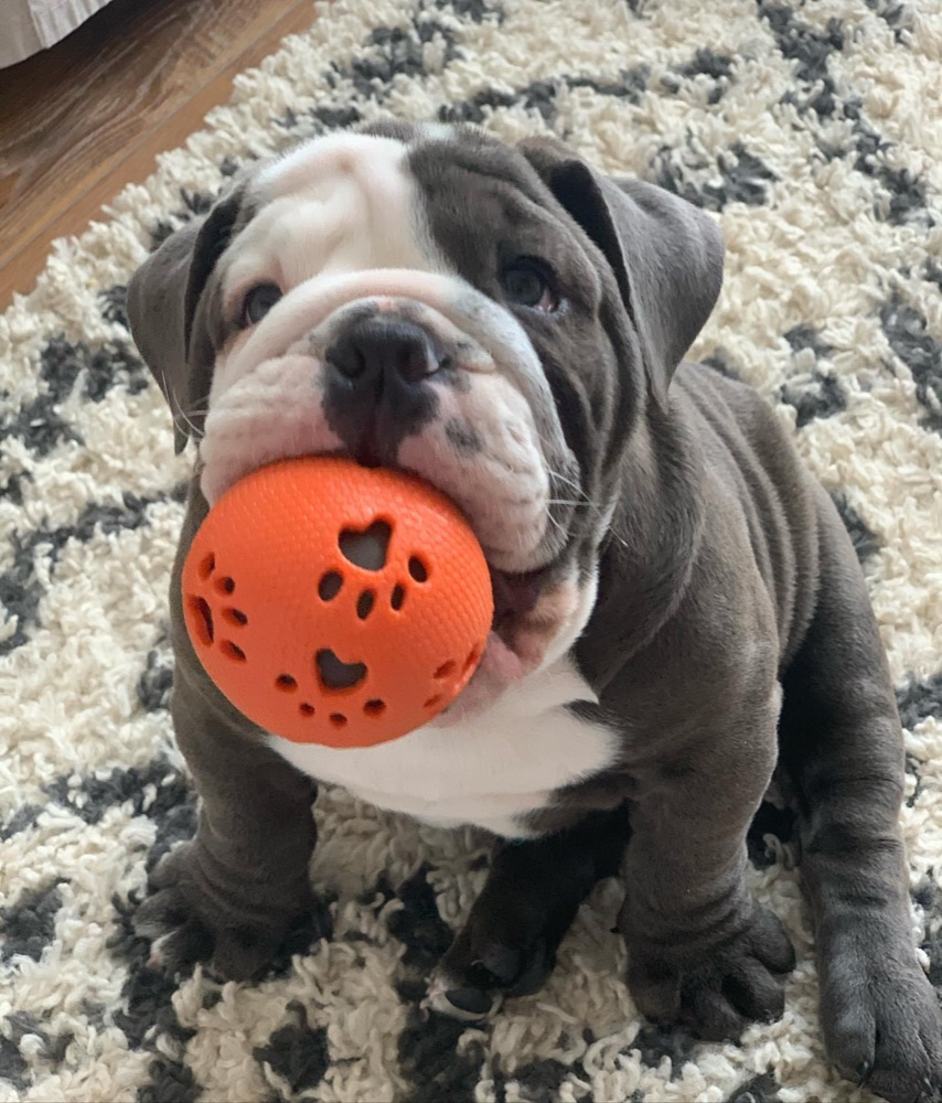 Sley, British Bulldog puppy