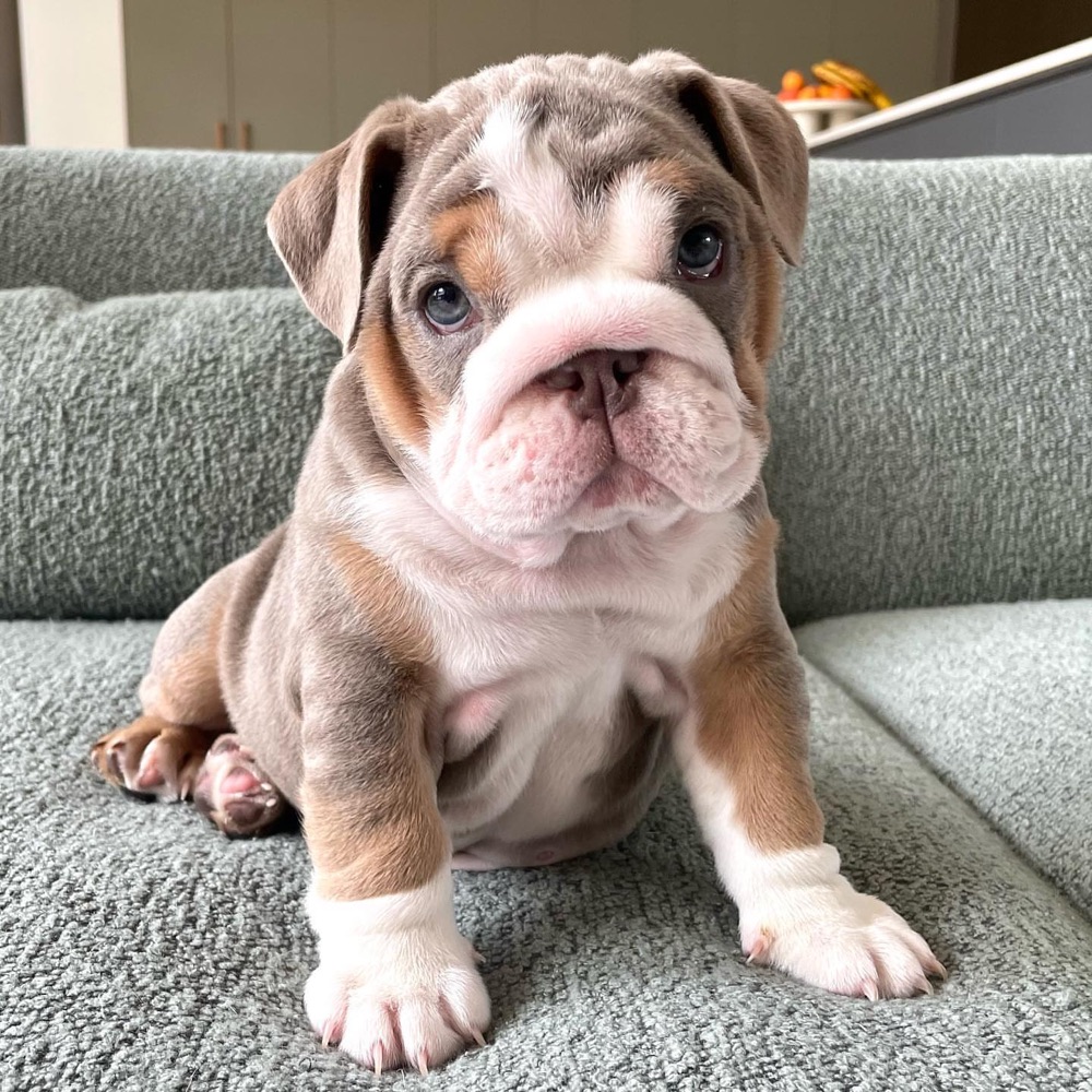 British Bulldog puppy