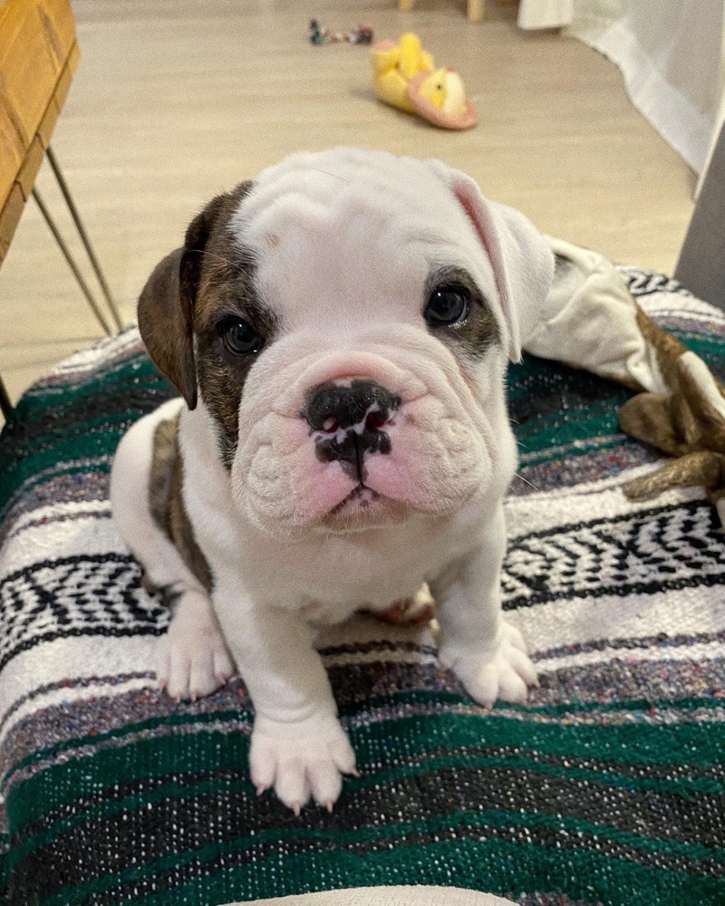 Venice, British Bulldog puppy