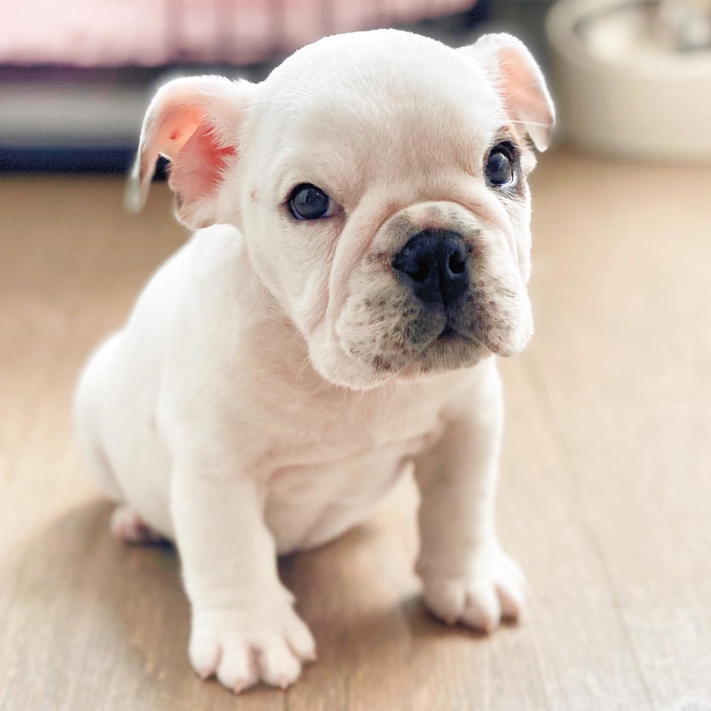 Winnie, British Bulldog puppy