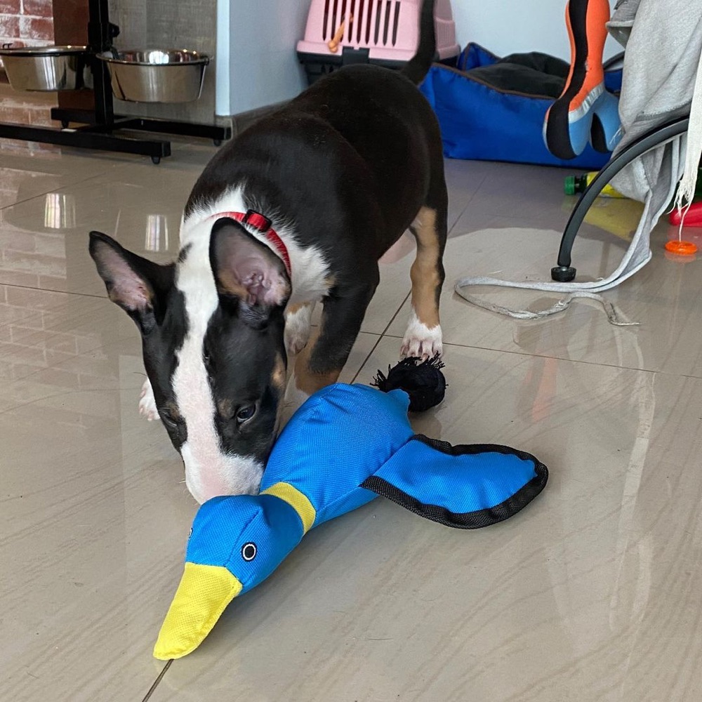 Dozer, Bull Terrier puppy