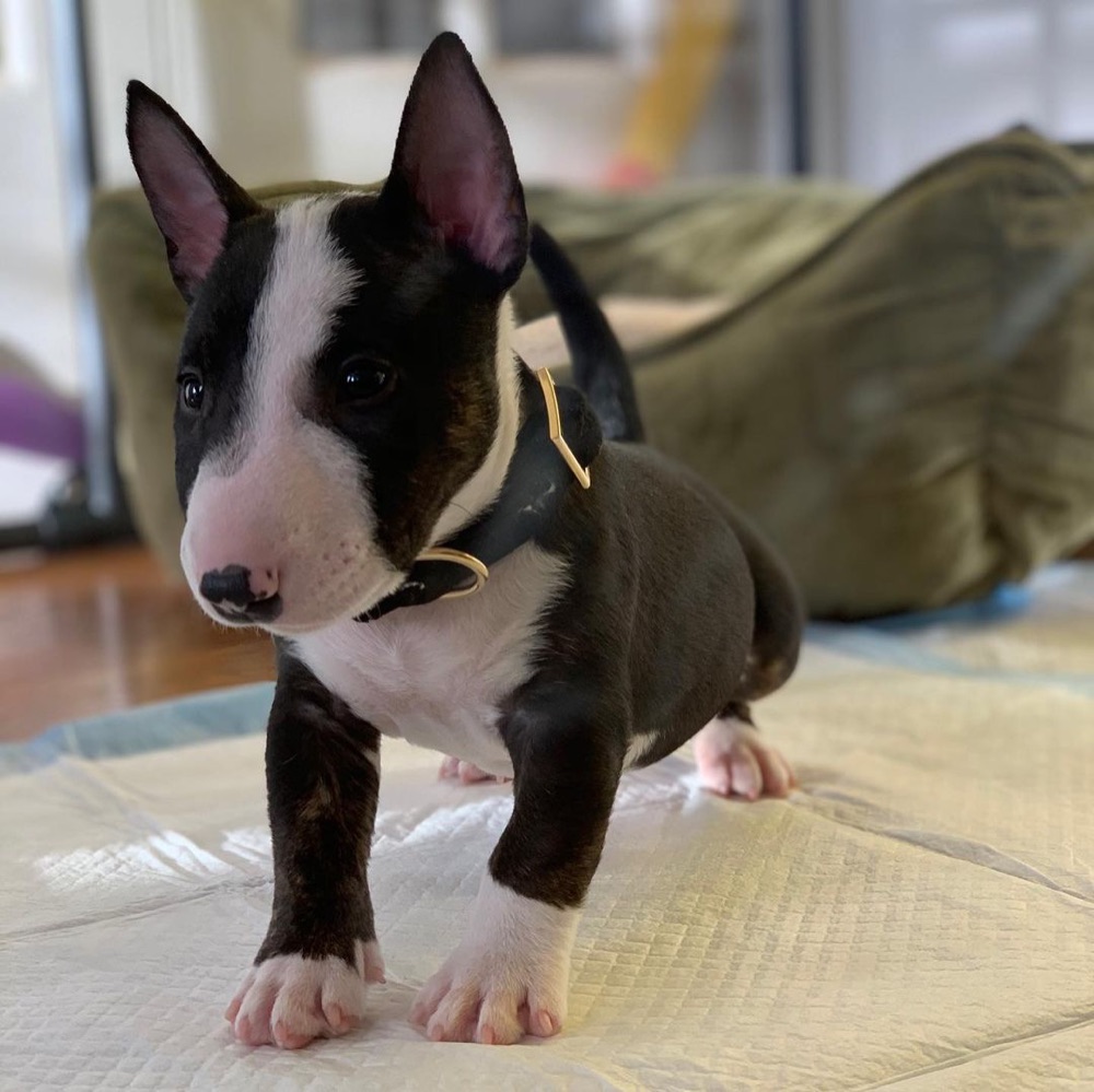 Frunz, Bull Terrier puppy
