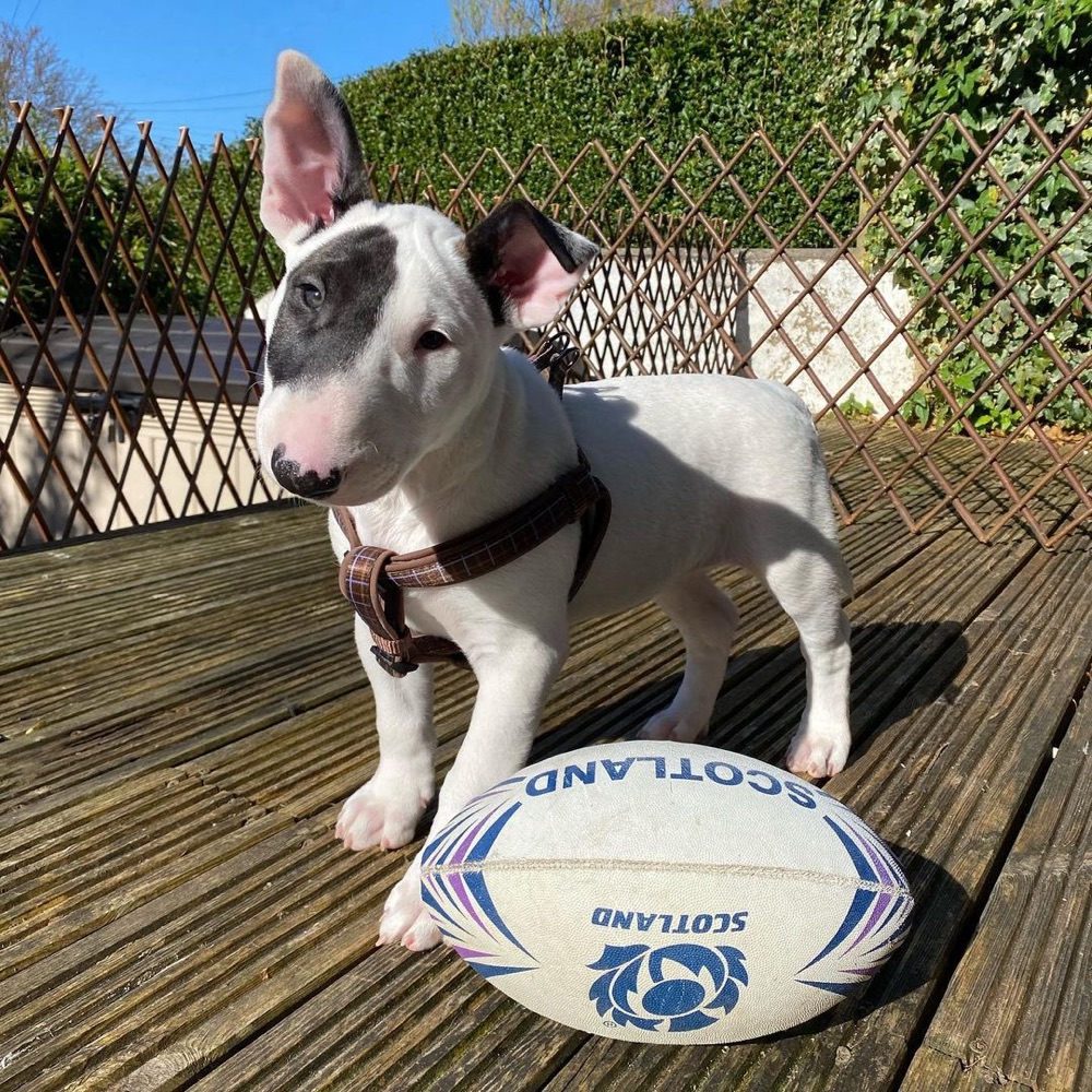 Mabel, Bull Terrier puppy