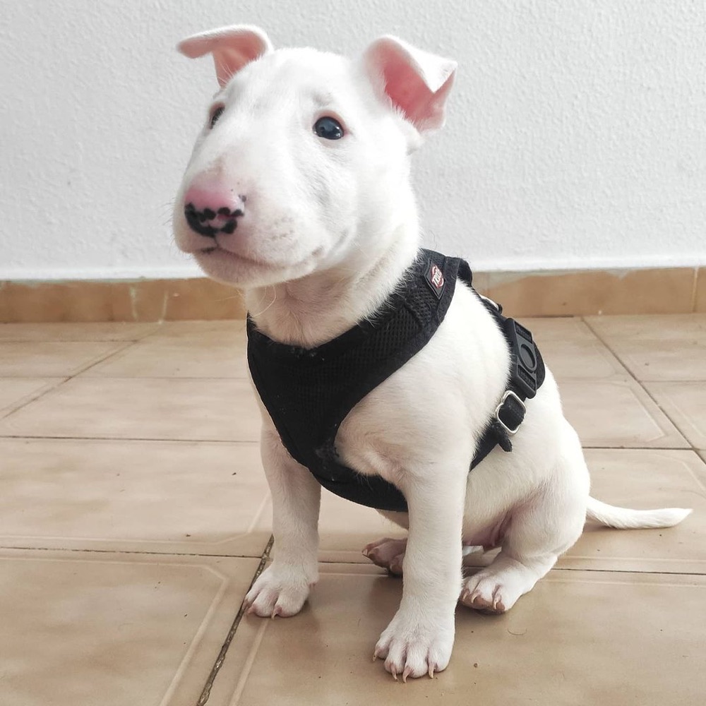 Nana, Bull Terrier puppy