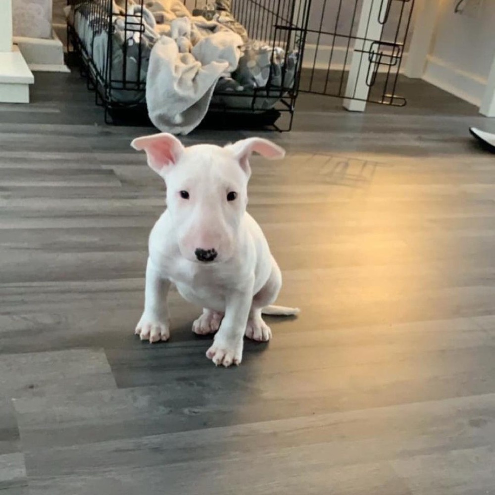 Ramsay, Bull Terrier puppy