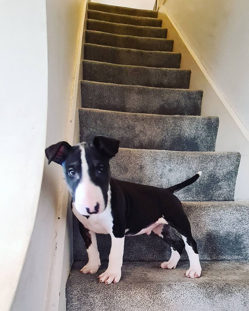 William, Bull Terrier puppy