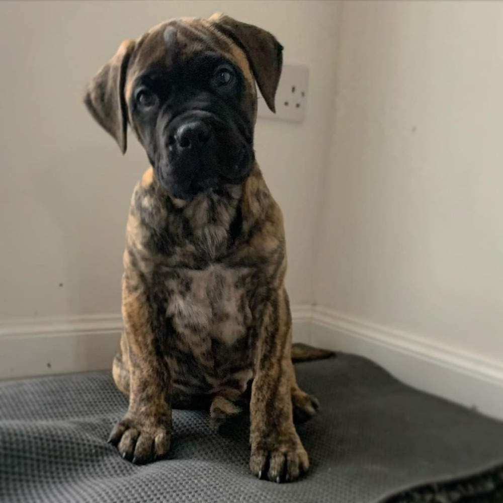 Bruce, Bullmastiff puppy