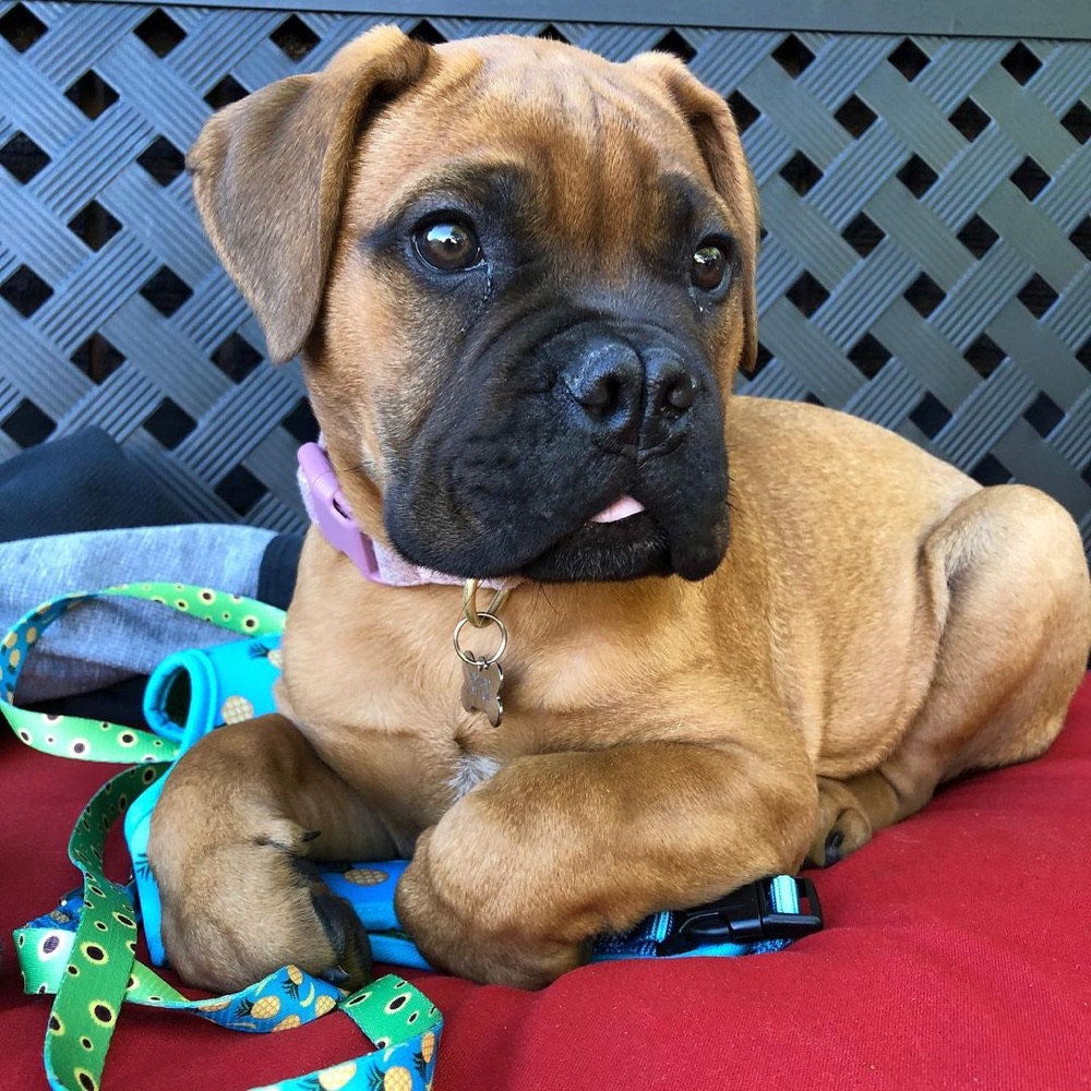 Bullmastiff puppy