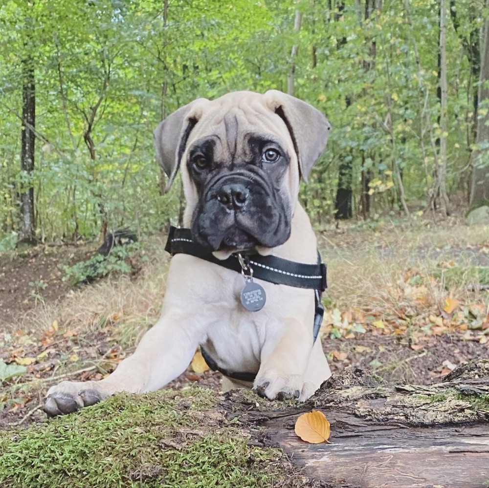Loe, Bullmastiff puppy
