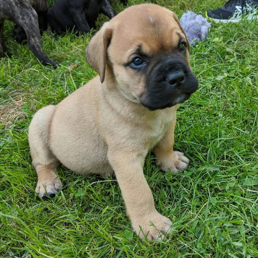 Mars, Bullmastiff puppy