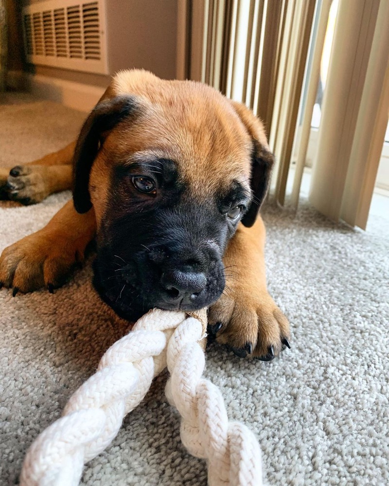 Odin, Bullmastiff puppy