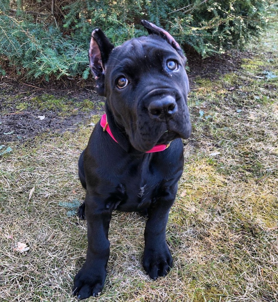 Boo, Cane Corso puppy