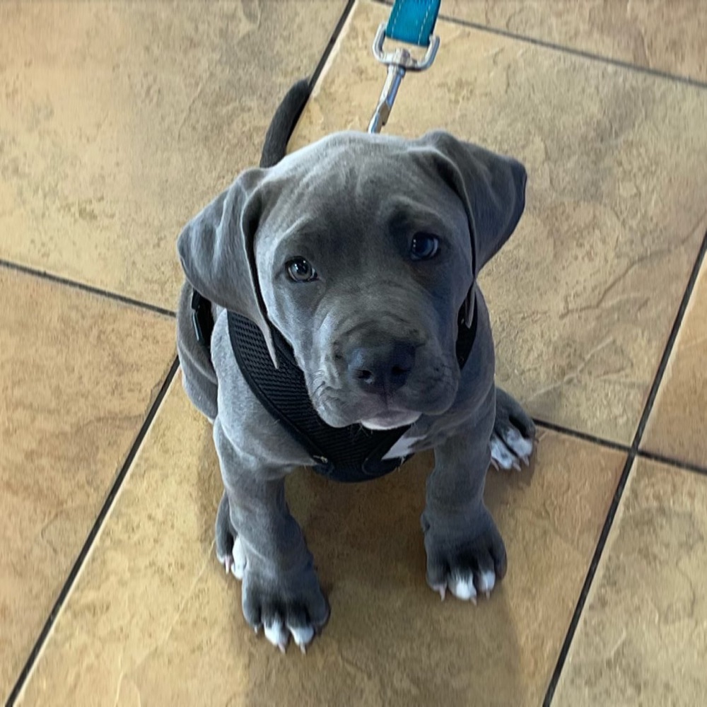 Cane Corso puppy