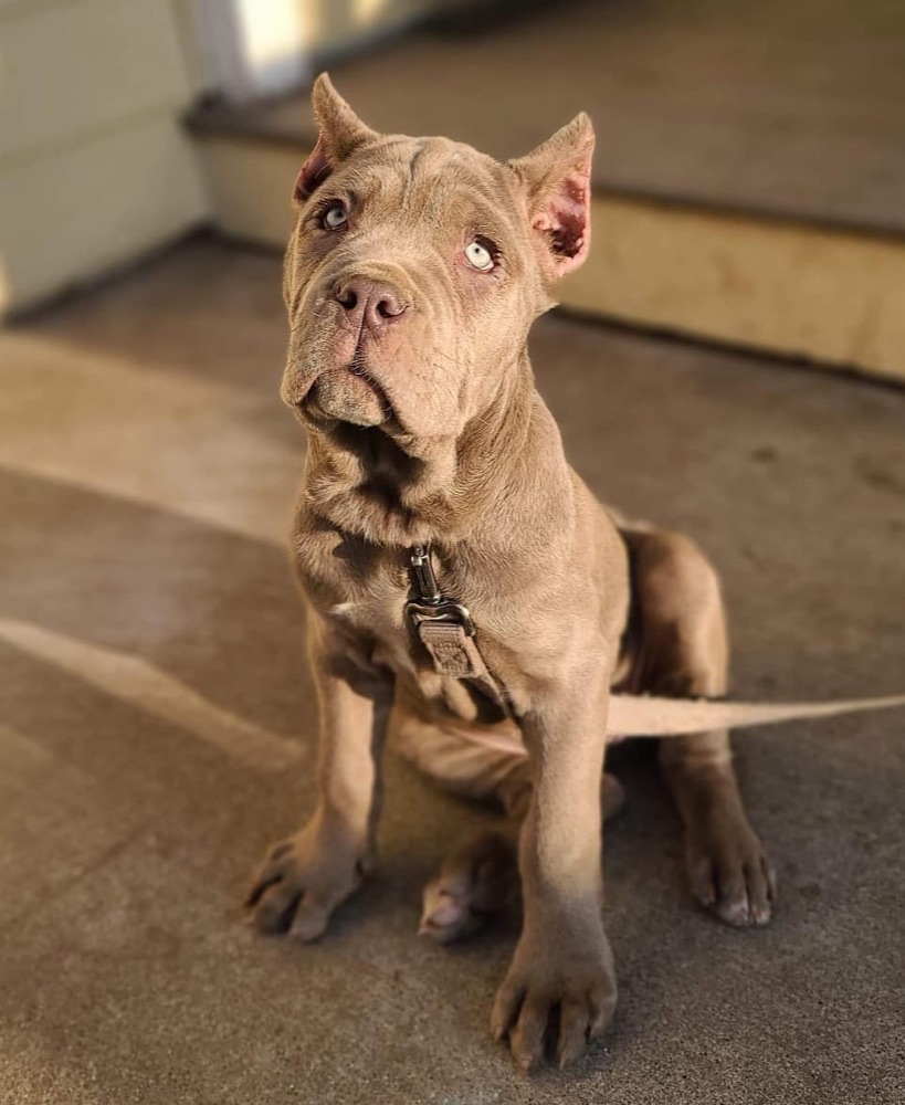 Bros, Cane Corso puppy
