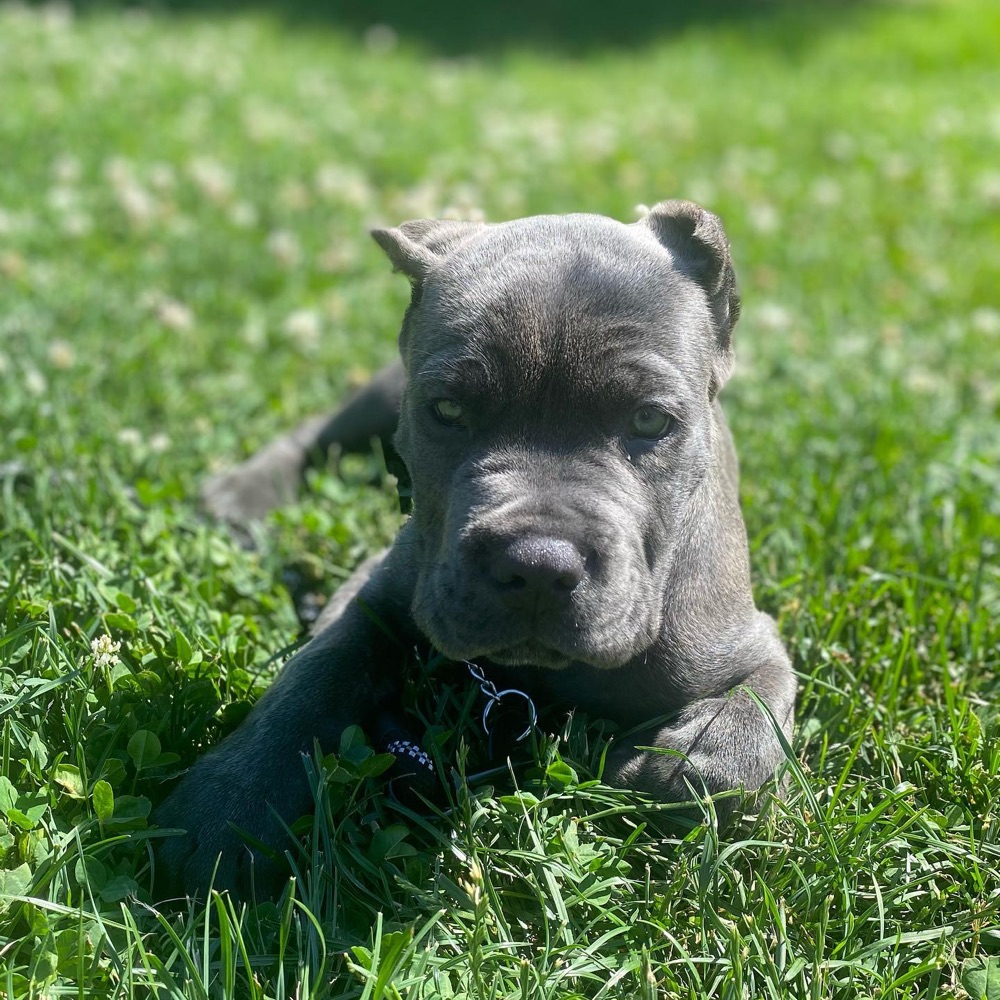 Diesel, Cane Corso puppy