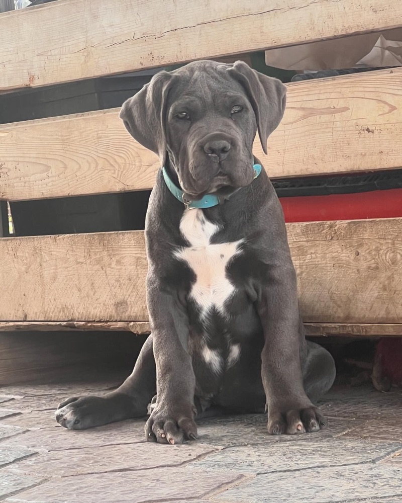 Limpo, Cane Corso puppy