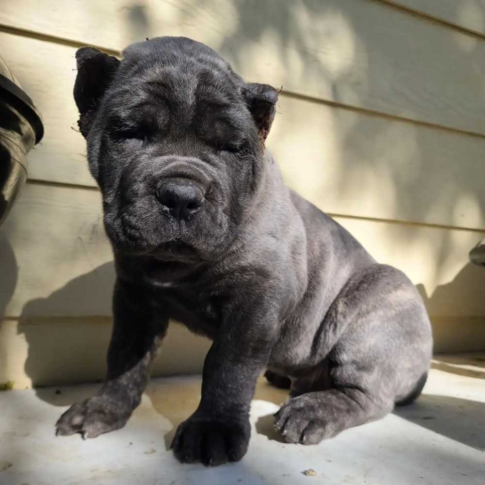 Morso, Cane Corso puppy
