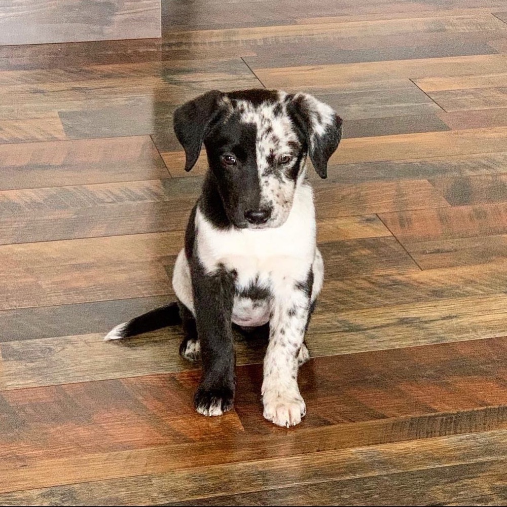 Bella, Catahoula Leopard Dog puppy