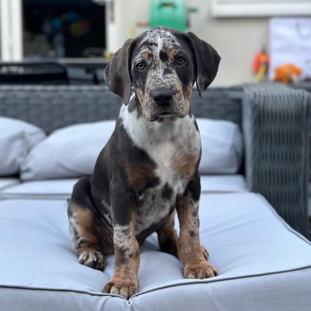 Bruno, Catahoula Leopard Dog puppy