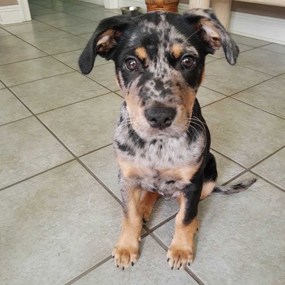 Kota, Catahoula Leopard Dog puppy