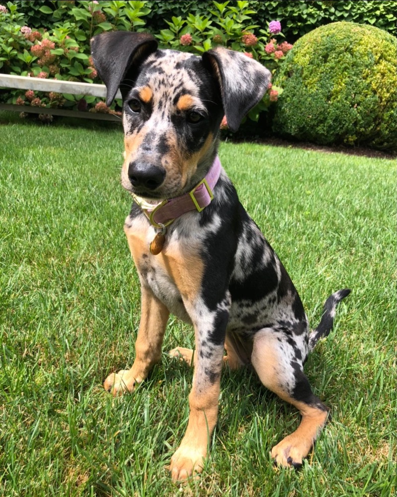 Zoey, Catahoula Leopard Dog puppy