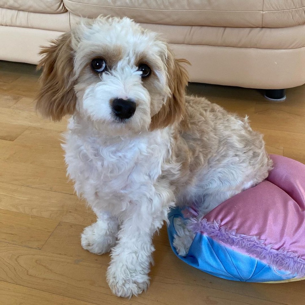 Baby, Cavachon puppy